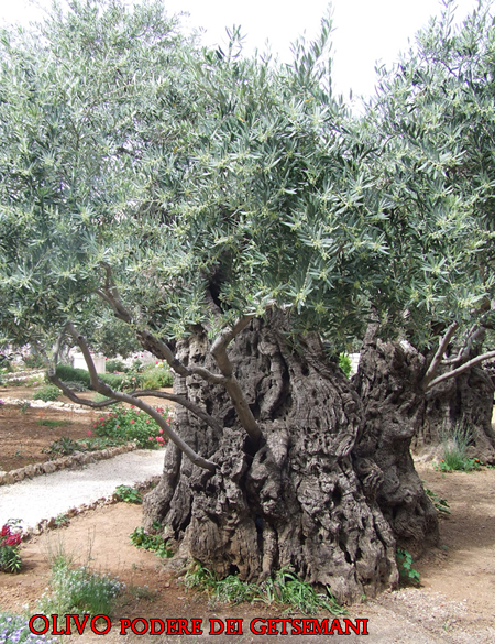 orto.DSCF0663WWw