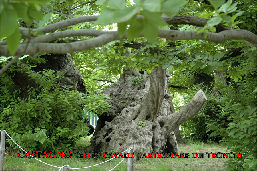 Catag2w