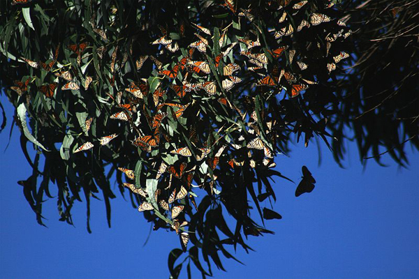 Monarca22w.jpg - 240.75 kb