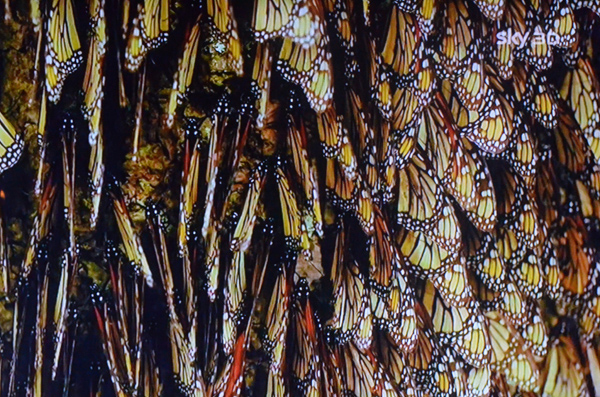 Monarchew.jpg - 280.51 kb